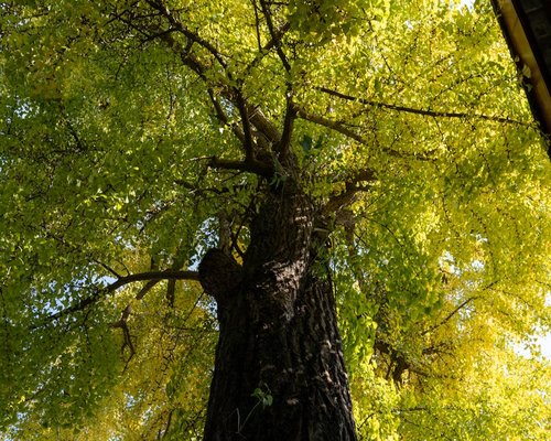 Close up of green leaves in forest sunlight